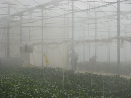 система охлаждения туманом в теплице