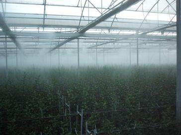 система охлаждения туманом в теплице
